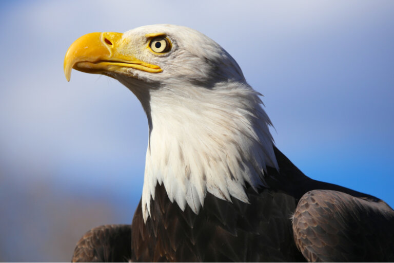 La vista del águila, el halcón y otras aves depredadoras