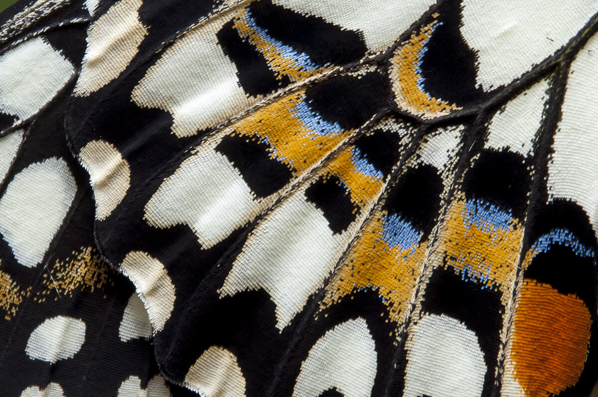 Close-up del ala de una mariposa.