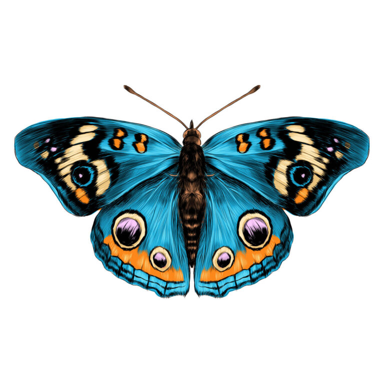 Alas de mariposa: la belleza en escamas