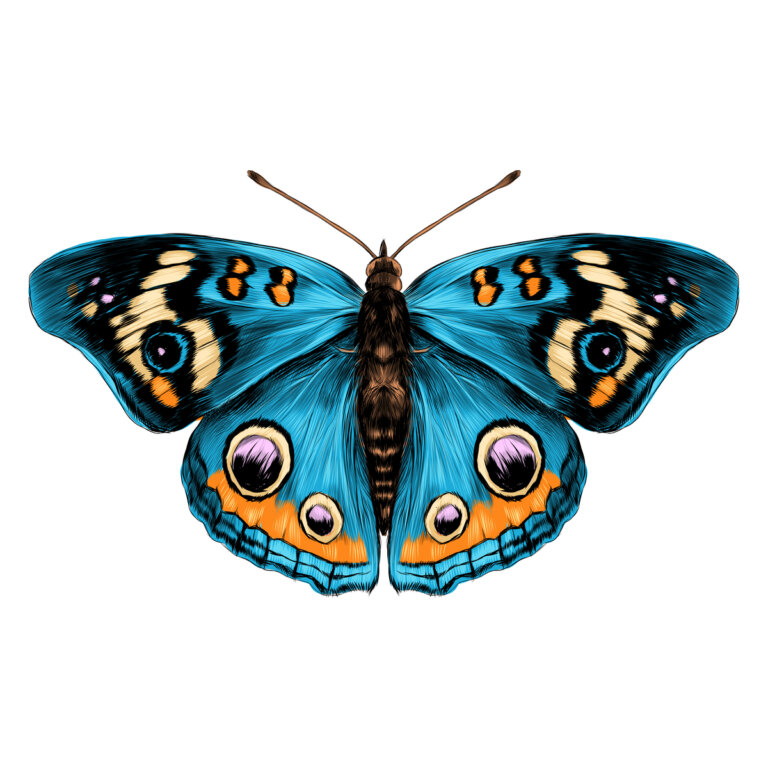 Alas de mariposa: la belleza en escamas