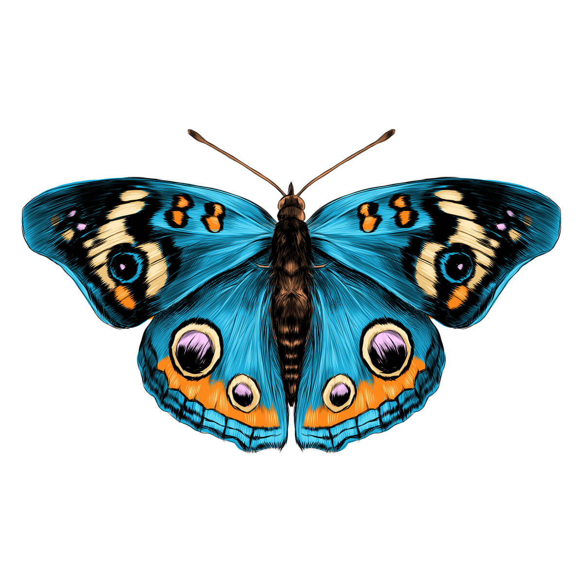 Alas de mariposa: la belleza en escamas - Mis Animales