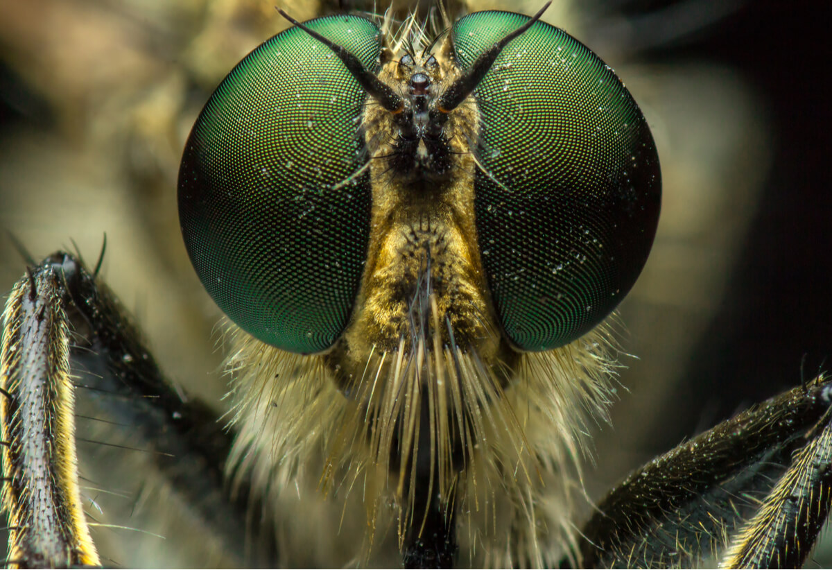 Las antenas de un insecto.