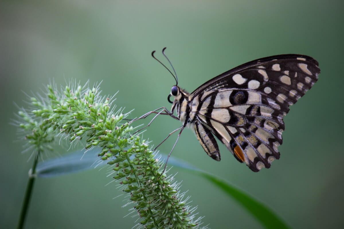 Las antenas de una mariposa.