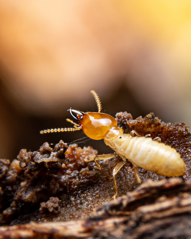 Práctico Mus Comunista 10 Insectos que comen madera - Mis Animales