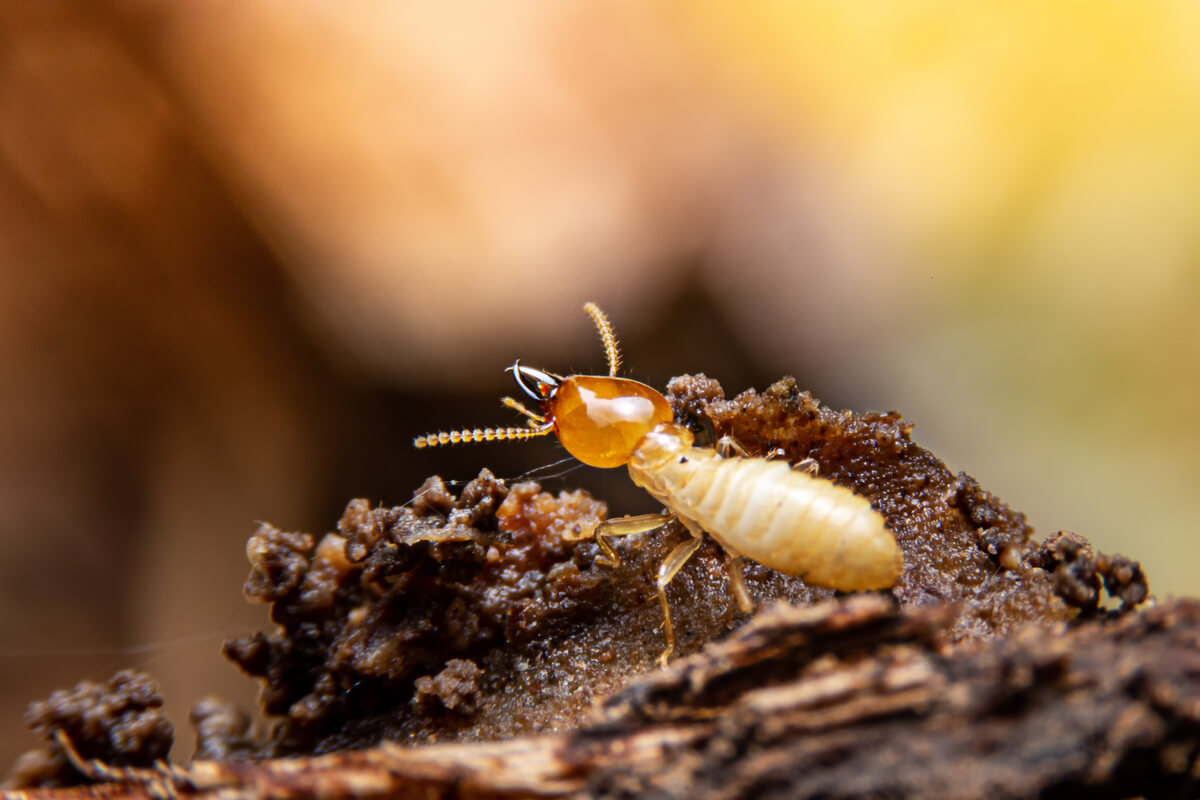 Las antenas de una termita.