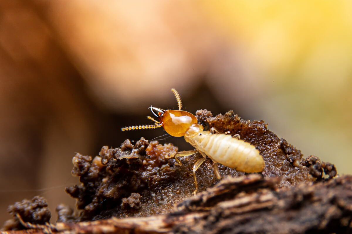 Uno de los tipos de insectos.