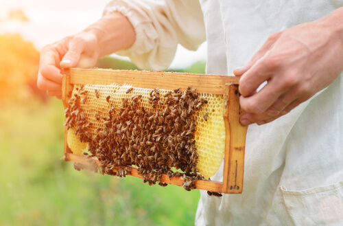 Apicultor sujetando un poco de miel con abejas.