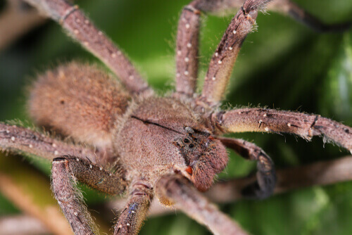 La araña errante brasileña: una de las más venenosas del mundo