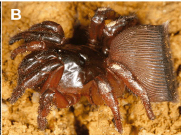 Araña tampón de perfil.