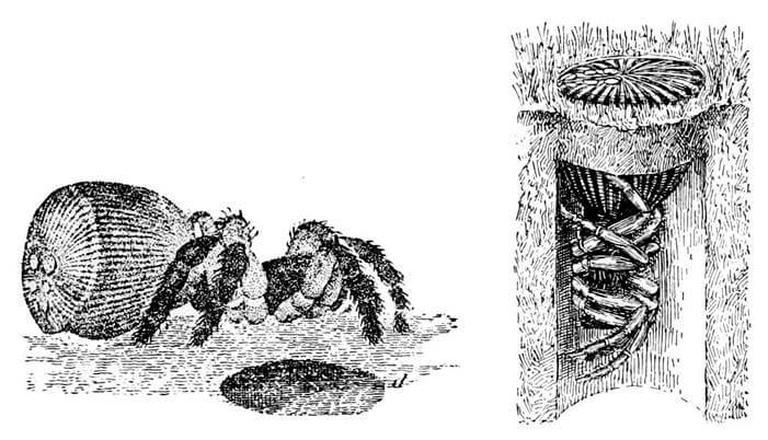 Ilustración de la araña tampón.
