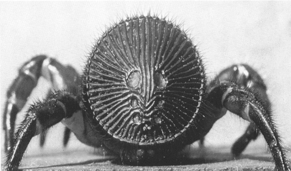 Las arañas tampón ¿son tan peligrosas como se dice?