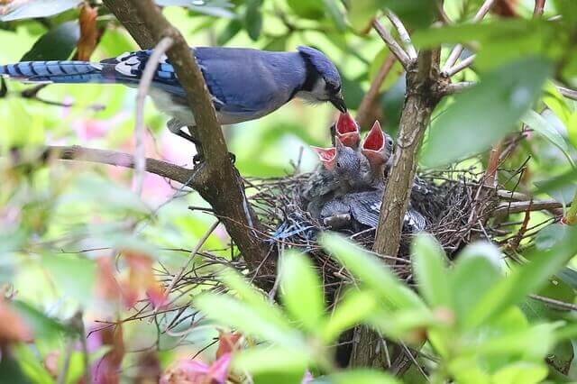 Arrendajo azul alimentando a sus crías en el nido.