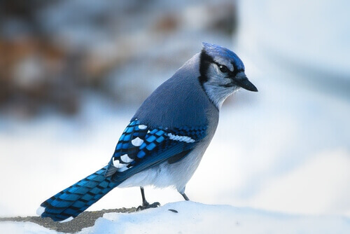 Arrendajo azul posado sobre la nieve.