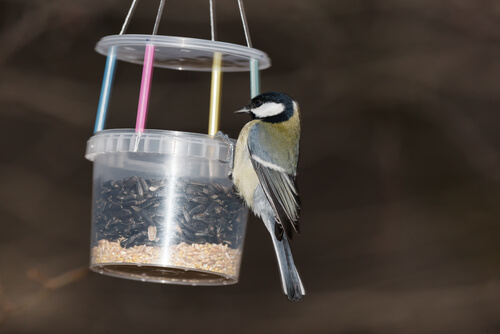 Comedero para aves casero, hecho con plástico.