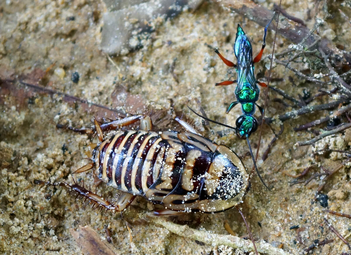 Una avispa esmeralda y una cucaracha.