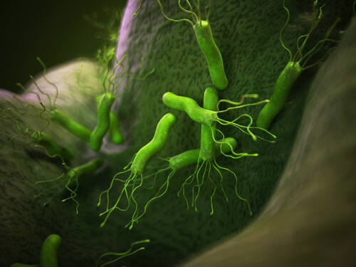 8 bacterias no patógenas comunes en los animales