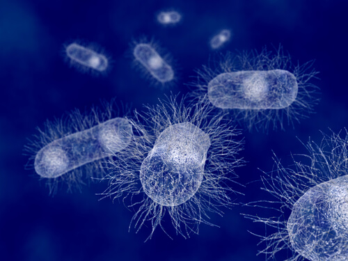 Escherichia coli: la bacteria de los mamíferos