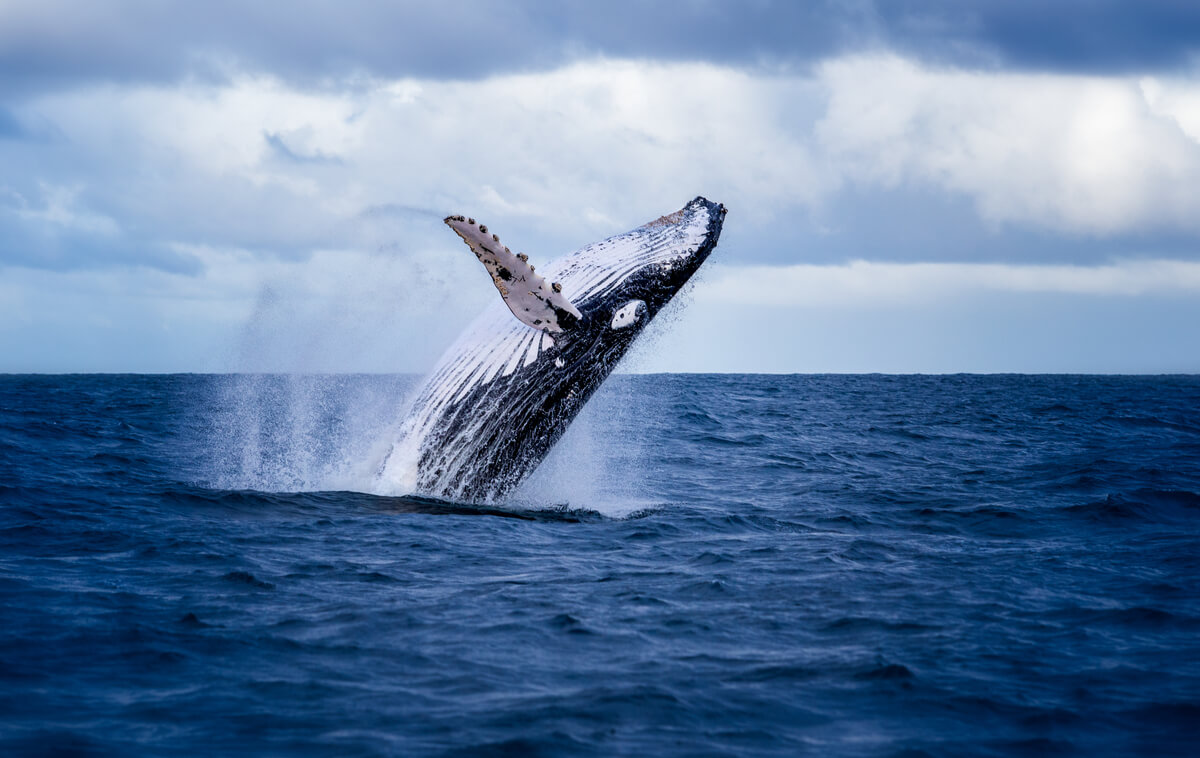 Een springende walvis