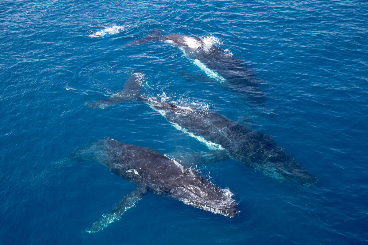 ¿Conoces el comportamiento de las ballenas?