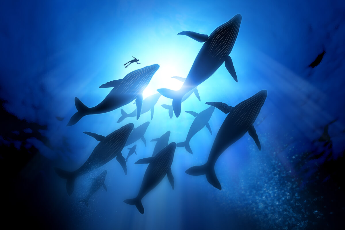 Unas ballenas jorobadas migrando.