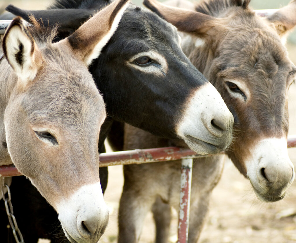 Unos burros en un establo.