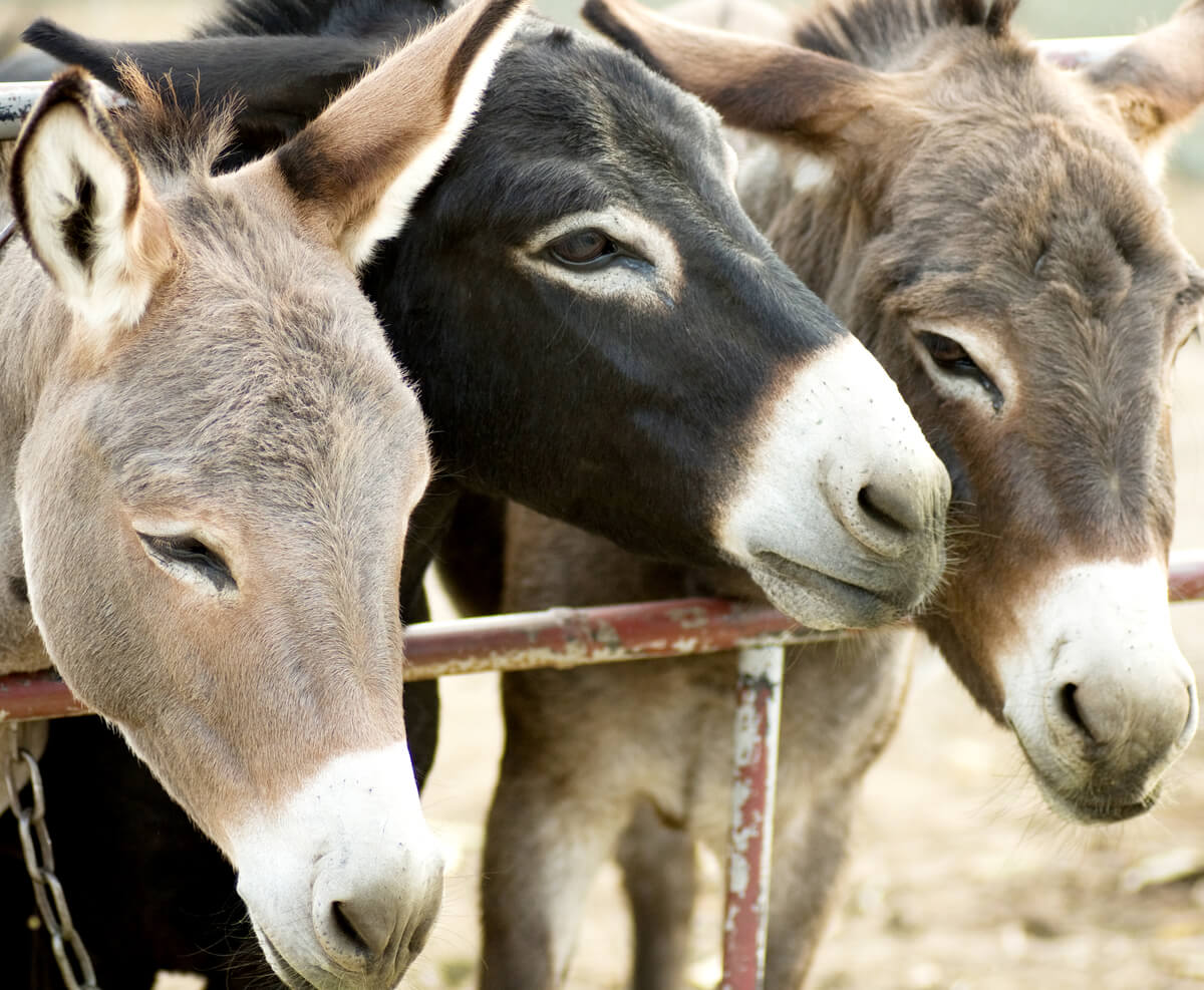 La mula, un animal híbrido común