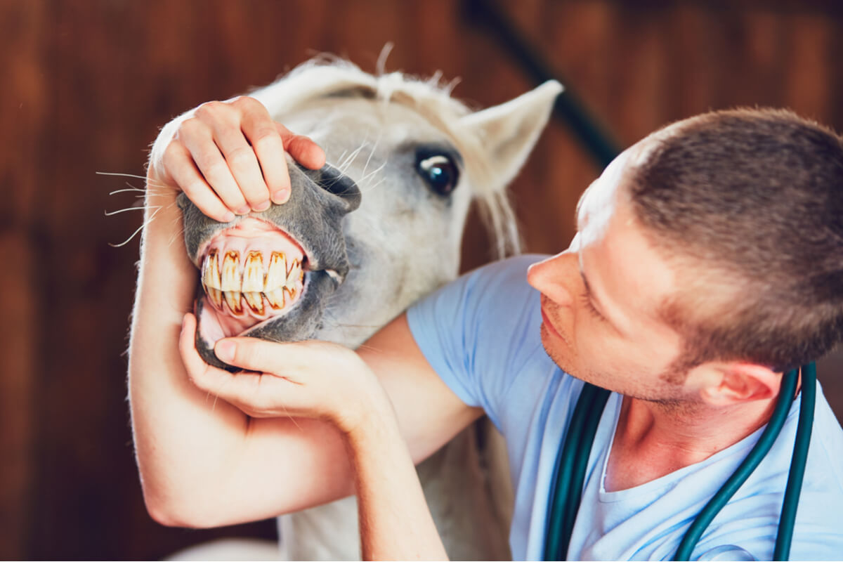 Un caballo en el veterinario.