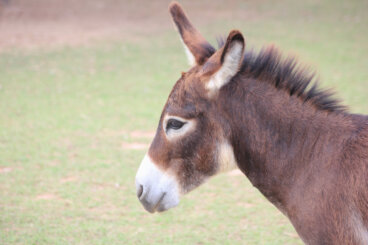 ¿Qué es la especiación simpátrica?