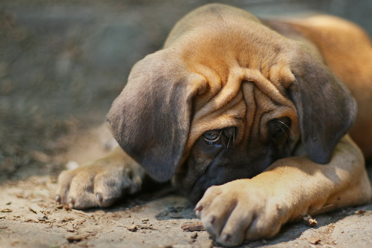 Un cachorro de perro estresado.