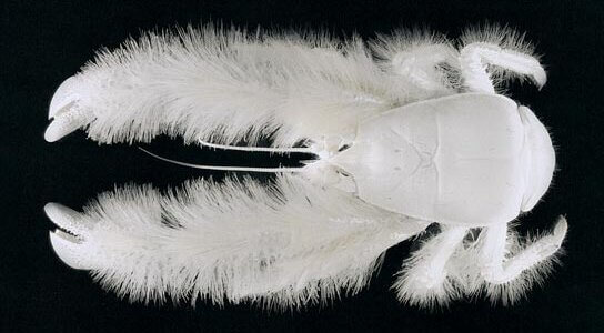 El cangrejo Yeti y el apego al calor de la vida
