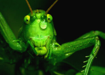 Insectos: por sus antenas los conocerás