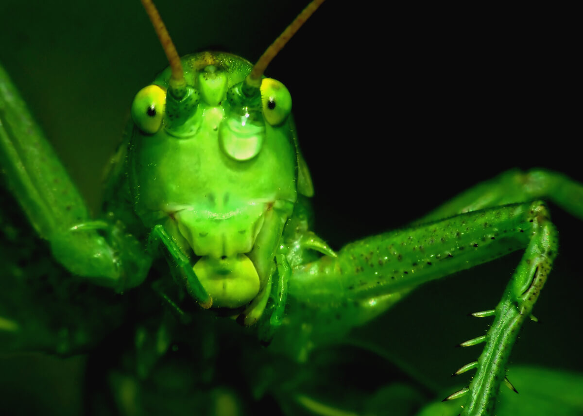 Insectos: por sus antenas los conocerás