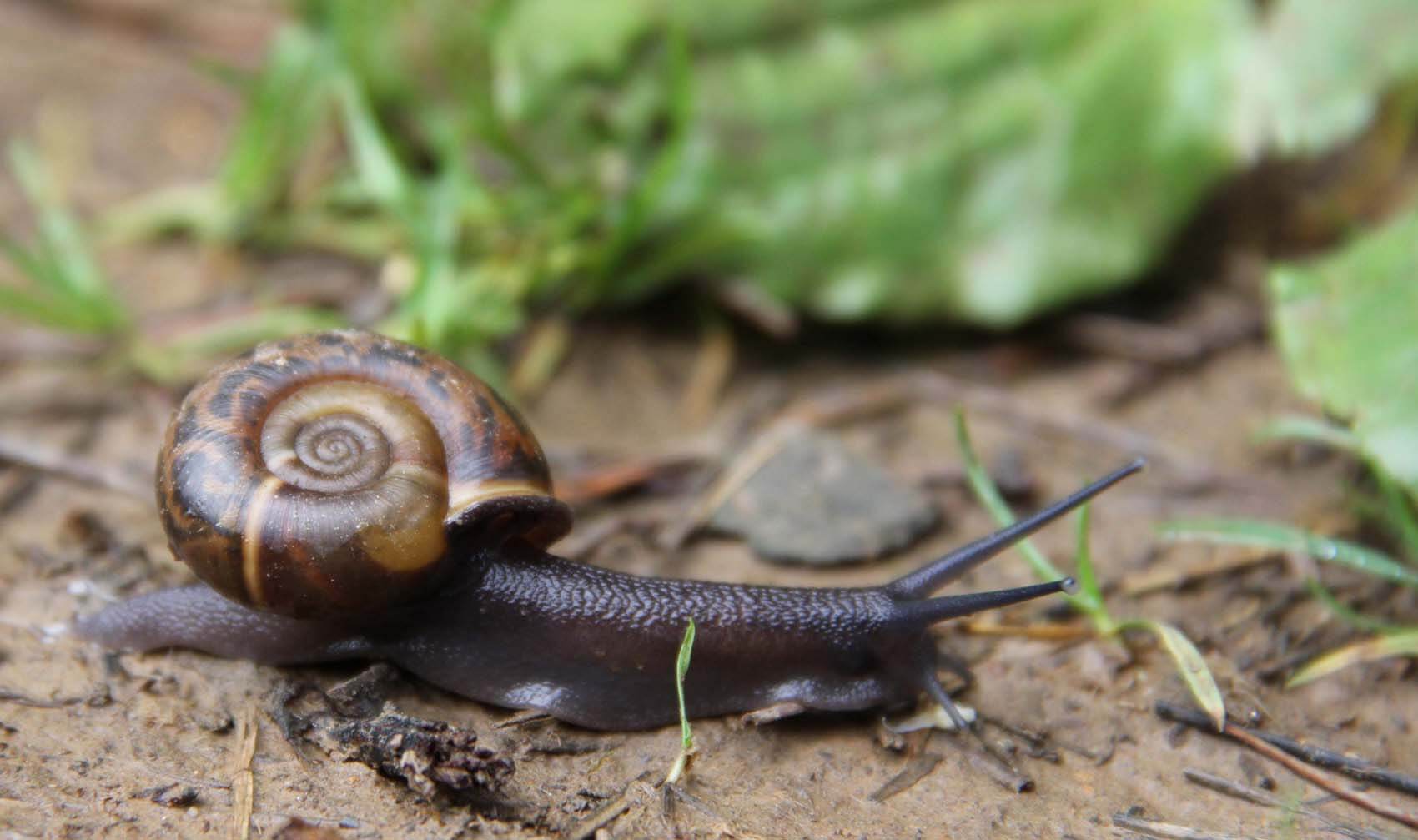 Caracol de Quimper en el suelo.