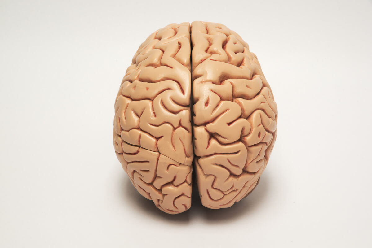 Una figura del cerebro.