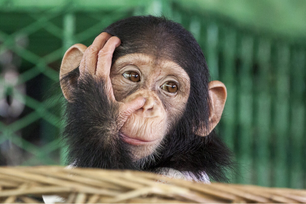 Los chimpancés usan piedras para hacer sonidos.