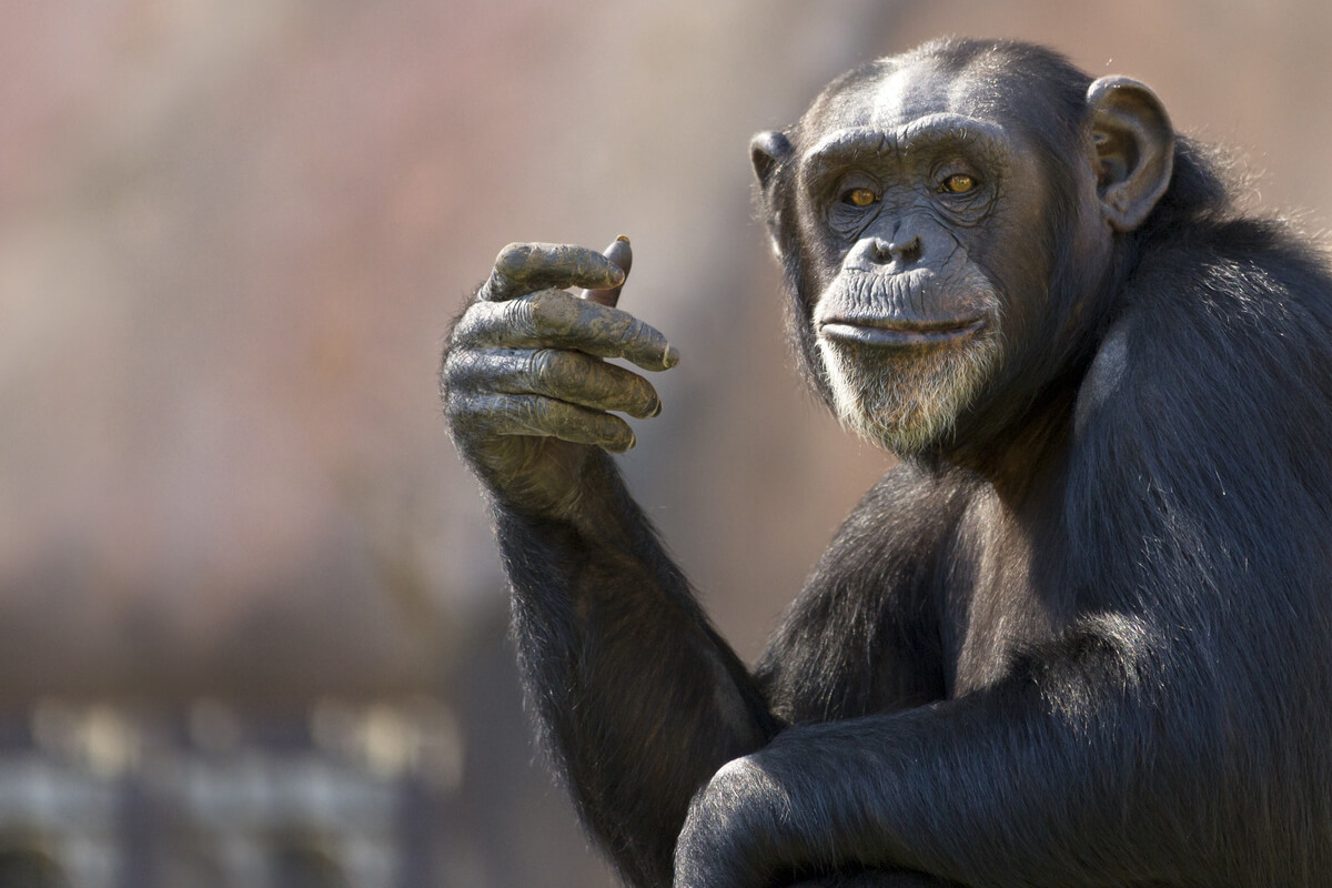 La cara de un chimpancé.