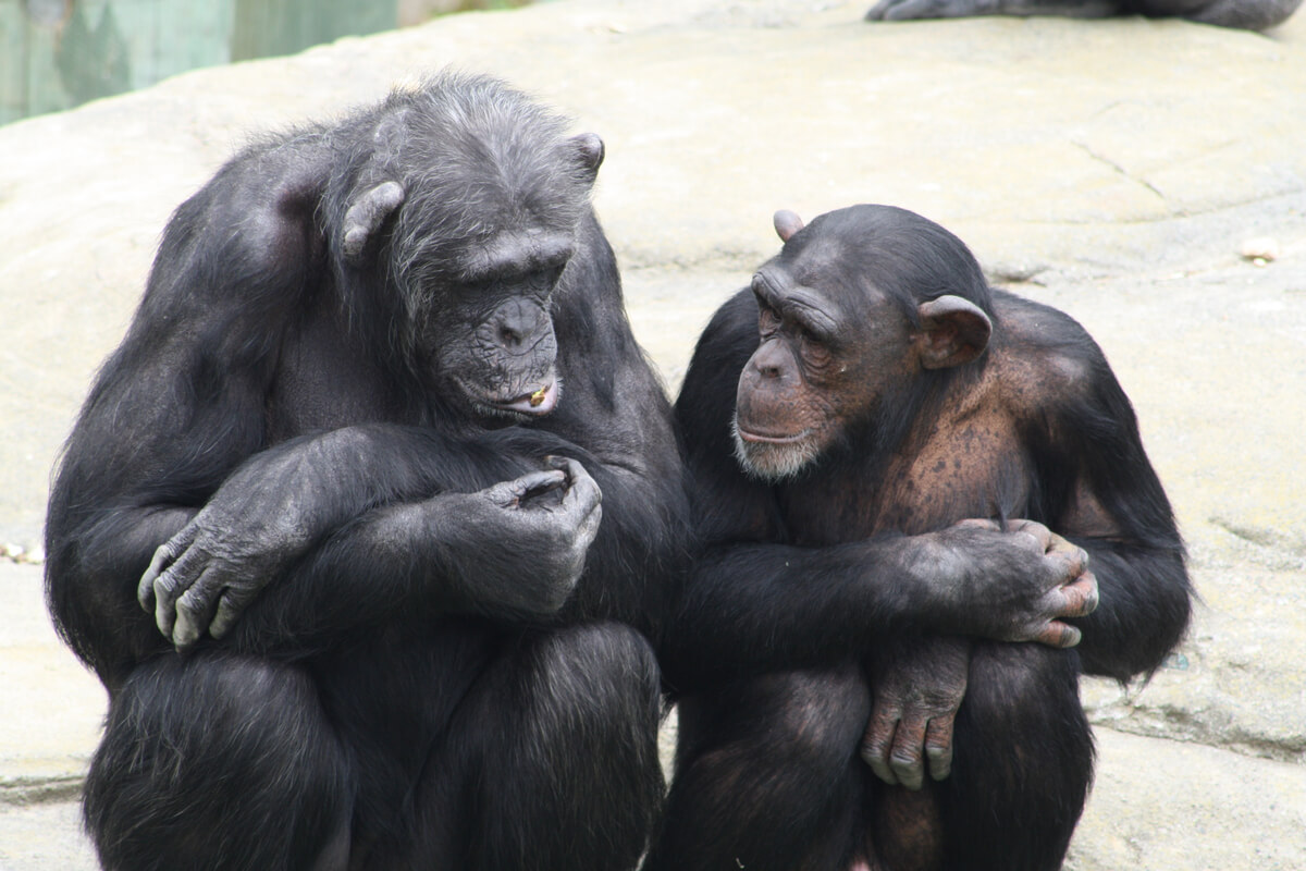 Dos chimpancés sentados