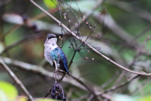Fêmea de Mellisuga helenae.