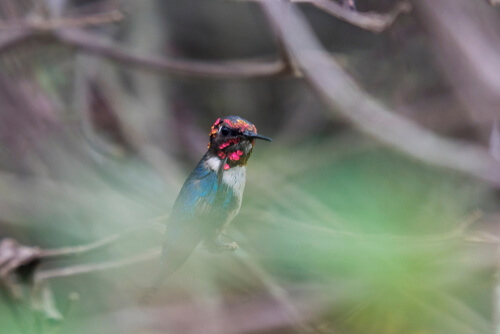 Mellisuga helenae: el colibrí más pequeño del mundo