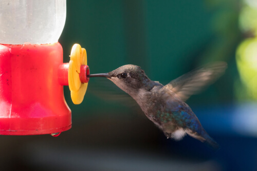 Beija-flor Zunzuncito comendo.
