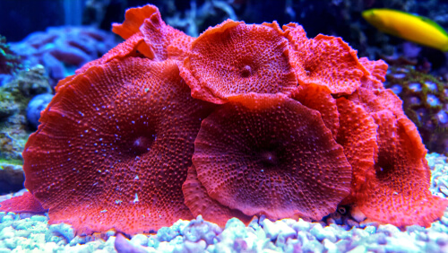 Colonia de coral de setas rojas en el acuario de arrecifes.