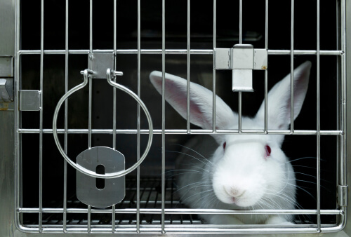 Cuarentena en animales de laboratorio: ¿qué debemos saber?