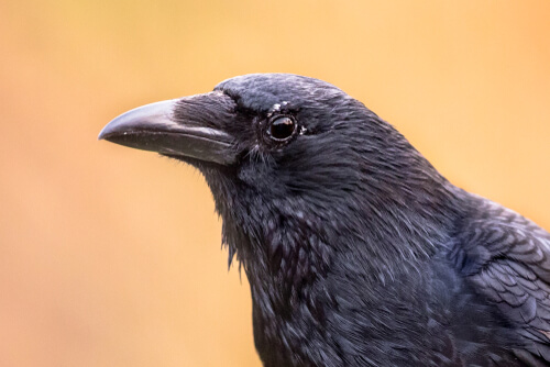 Corvus corone.