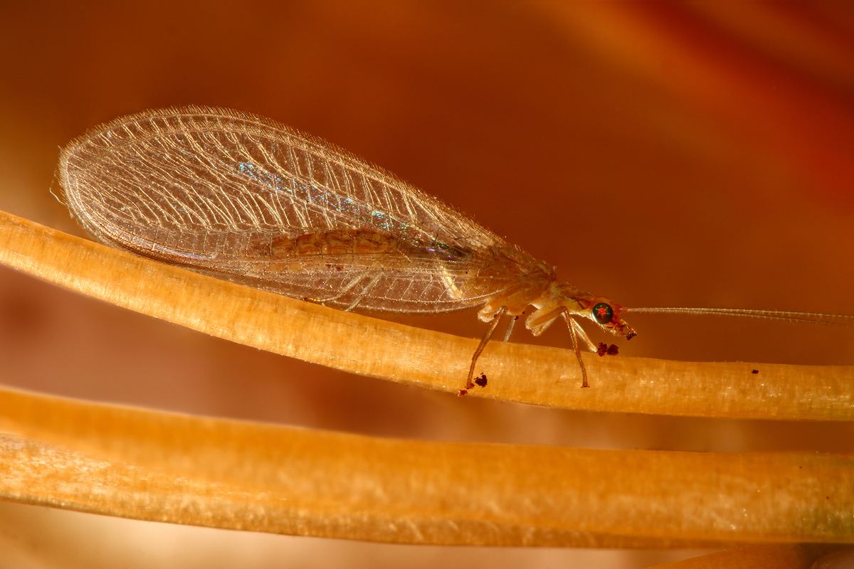 Las crisopas son insectos controladores de plagas.