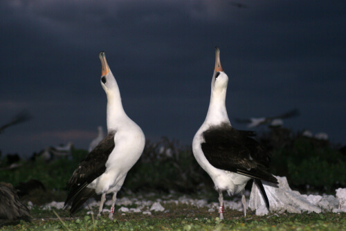 Selección sexual: pareja de albatros haciendo la danza de apareamiento.