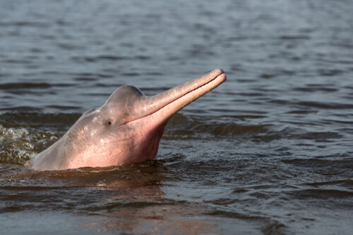El simpático delfín del Amazonas