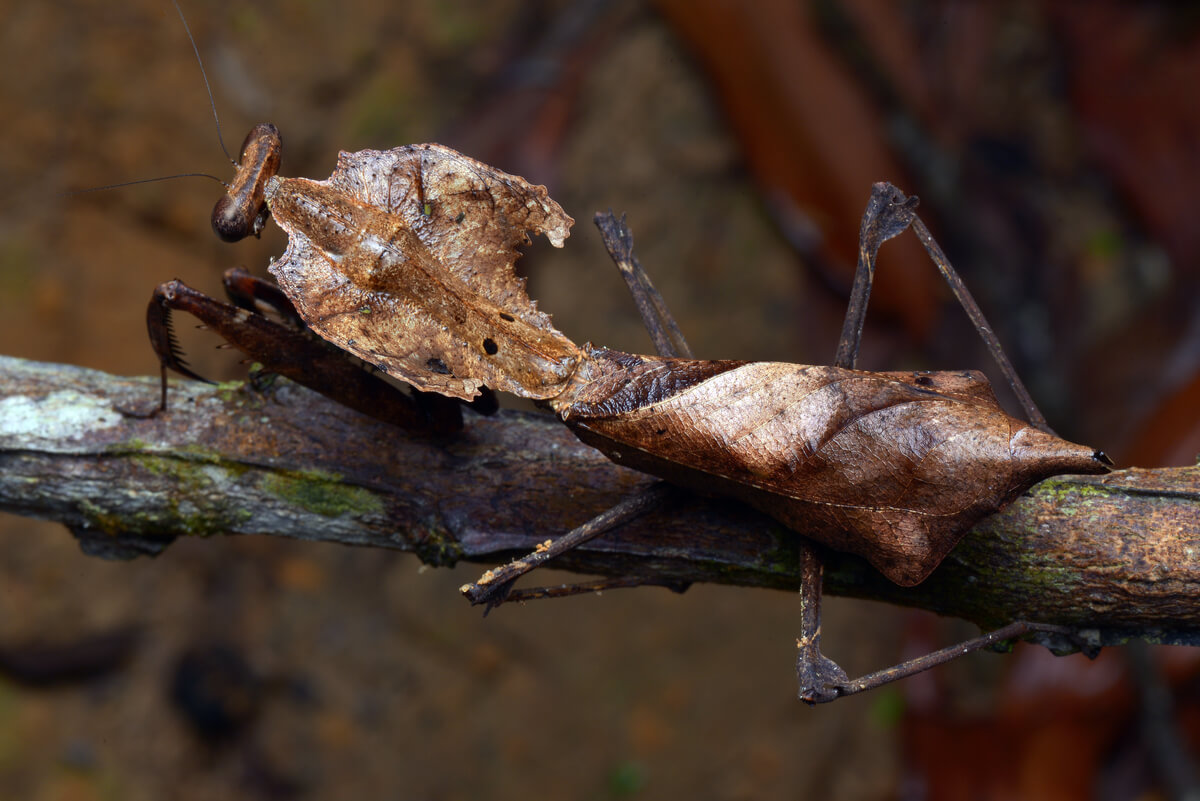 Una mantis Deroplatys dissecata.