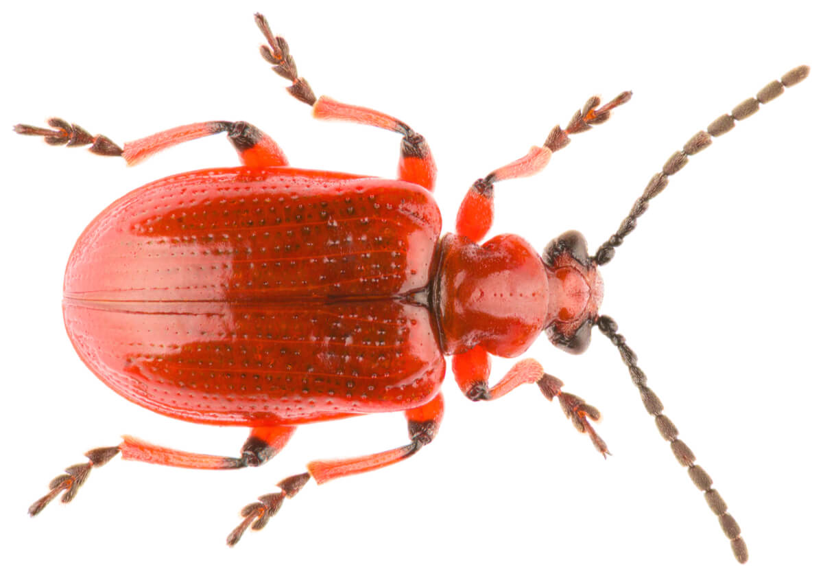Antenas de un escarabajo rojo.