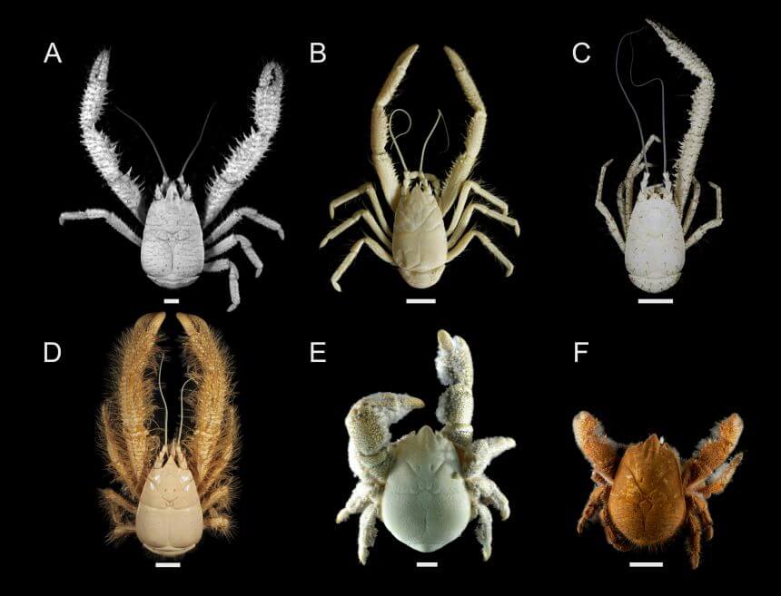 Especies de cangrejos yeti.