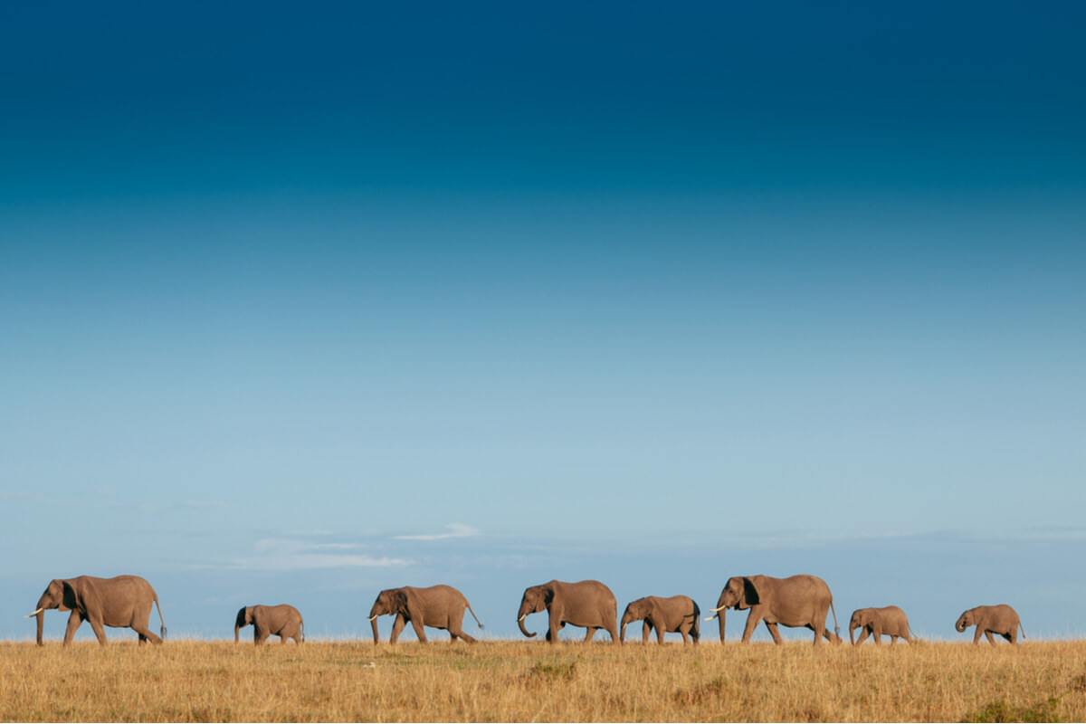 Una familia de elefantes.